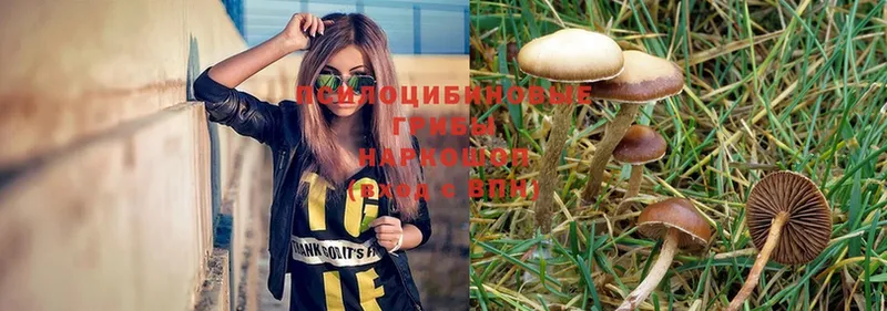 shop наркотические препараты  Орск  Псилоцибиновые грибы Magic Shrooms 